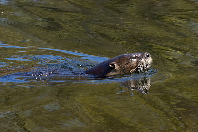 River Otter, Long Island New York